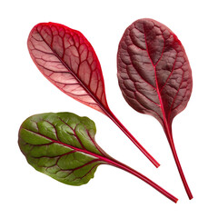 red sorrel leaves on transparent background png