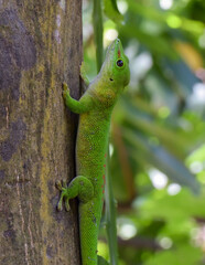 A side view of a bright green Madagascar Giant Day Gecko resting on a tree trunk in northern Madagascar