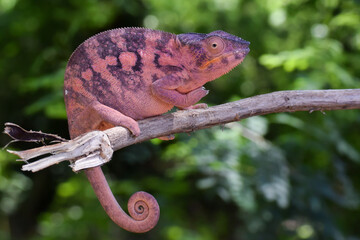 A profile view of a very pink colored female Panther Chamleon resting on the end of a broken branch...