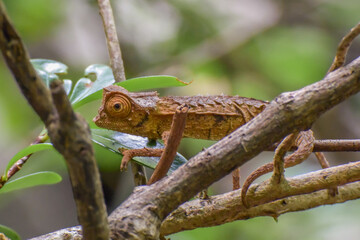 A close up of a Plated Leaf Chameleon waking amongst small branches in the forest of northwestern Madagascar
