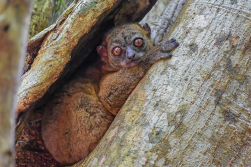  Nosy Be Sportive Lemur hiding in a crevice in a tree in the Lokobe preserve on the island of Nosy Be off northwestern Madagascar