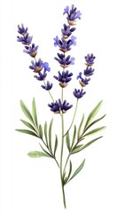 Obraz premium Watercolor Lavender Flowers Botanical Illustration