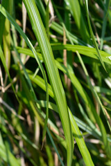 Pendulous sedge leaves (scientific name - Carex pendula)