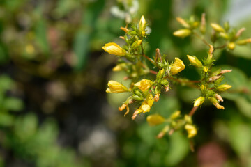 Mountain St Johns-wort flower buds  (scientific name - Hypericum montanum)