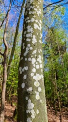 Fototapeta premium lichens on the copper beech