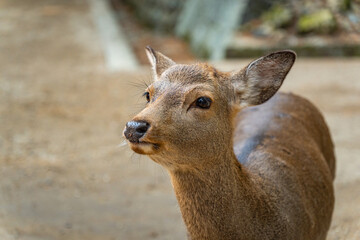 Close-up of  deer  in the woods on a sunny day in Nara Park, Japan.