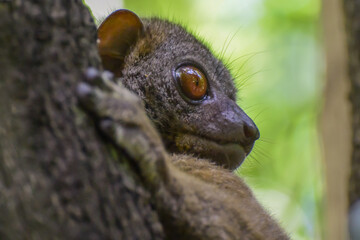 A close up of the face of a Nosy Be Sportive Lemur resting in a tree in the Lokobe preserve on the island of Nosy Be off northwestern Madagascar
