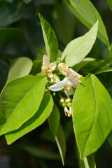 Sweet double blood orange branch with flowers (scientific name - Citrus sinensis Double Dark)