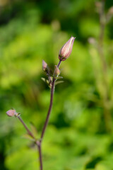 Columbine flower bud (scientific name - Aquilegia Biedermeier)