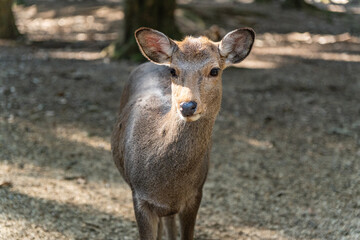 Close-up of  deer  in the woods on a sunny day in Nara Park, Japan.