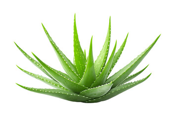 Thick aloe leaves with glossy texture