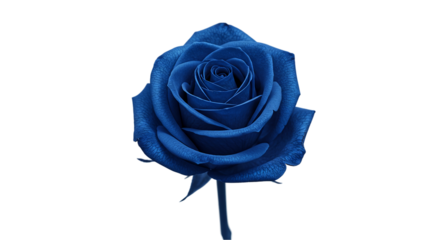 A single blue rose with a stem and visible petals against a black background in a close up shot
