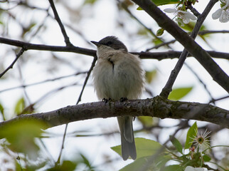 great tit parus major