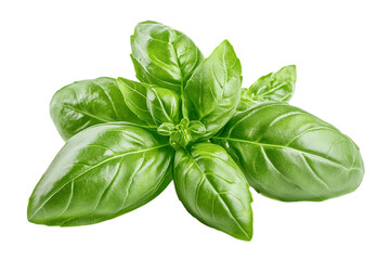 Bright green basil with compact growth