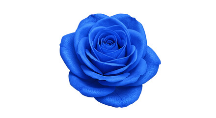 A close up shot of a vibrant blue rose with intricate petals against a stark black background view from above