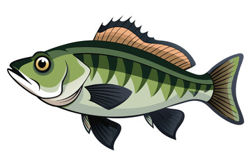 Vector Illustration of a Bass Fish Isolated on White Background.