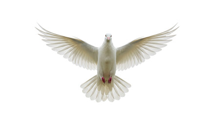 Obraz premium A white dove with its wings spread wide against a black background in a frontal view close up shot