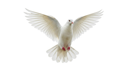 Fototapeta premium A white dove with its wings spread wide open against a black background in a close up shot view image