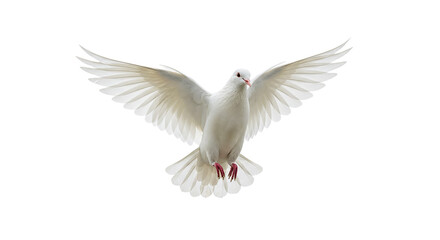Fototapeta premium A white dove with its wings spread wide against a black background in a full shot perspective