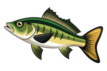 Vector Illustration of a Bass Fish Isolated on White Background.