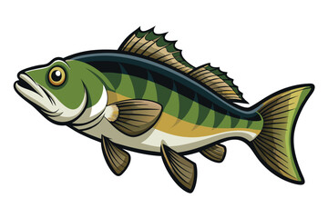 Vector Illustration of a Bass Fish Isolated on White Background.