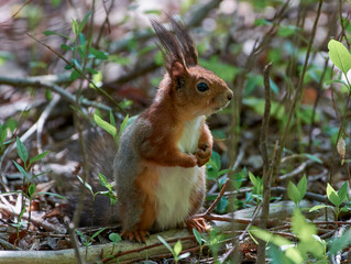 squirrel in the forest