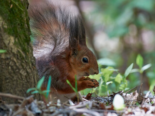 squirrel in the park