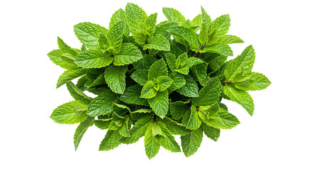 An overhead shot showing a vibrant green mint plant with leaves against a black background plain view