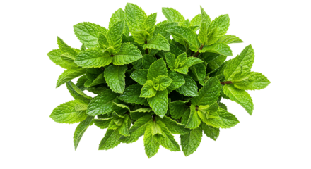 An overhead shot showing a vibrant green mint plant with leaves against a black background plain view