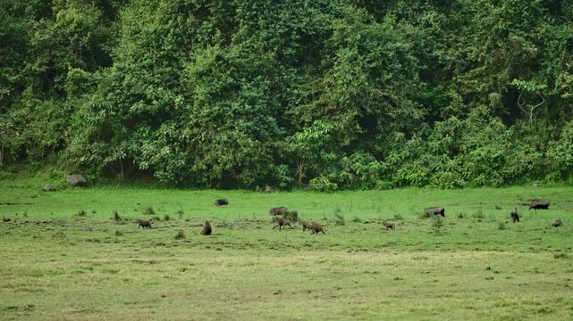 Wide shot of troop of baboons and wild boars foraging together in African forest. Green grassy clearing on edge of dense tropical forest. Natural habitat in Arusha National Park in Tanzania Africa