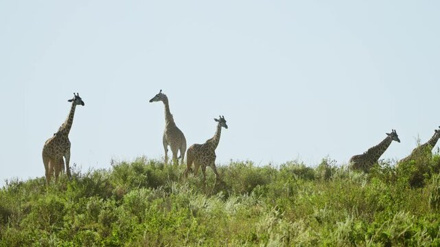 Point of view from binoculars watching wild Masai giraffes on green hill. Safari game drive in Arusha National Park in Tanzania Africa. Tall group or tower of giraffes walking on tall grassland