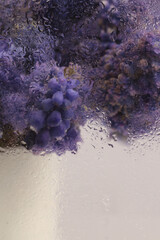 Soft focus lilac, blue violet bouquet through glass with wet water drops. Grape Hyacinth Muscari...