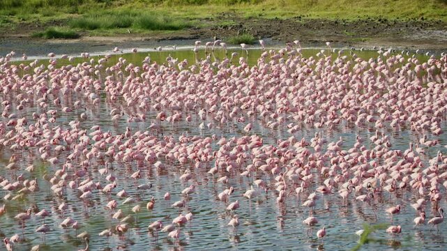 Big group or flock of pink Lesser Flamingos in soda alkaline lake in Tanzania. Arusha National Park in Africa is habitat and home for birds and wild animals. Lake Momella in safari seen from 4x4 truck