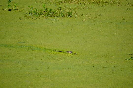 Alligator Camouflaged in Algae-Covered Water, Central Florida Wetlands Wildlife Scene - Cyanobacteria