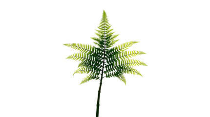 Photo of single fern plant isolated on transparent background.png