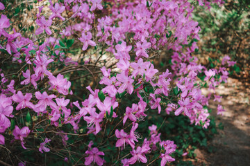 Pink Azalea Blossoms in Foliage