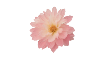 Pink Dahlia Flower Close-up