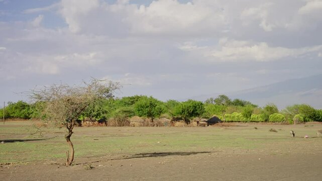 Masai village stands in Arusha, Tanzania. Sparse trees dot the dry, open plain. Green bushes form a distant, thick line. Mountains rise softly in the far background. Clouds drift across the bright