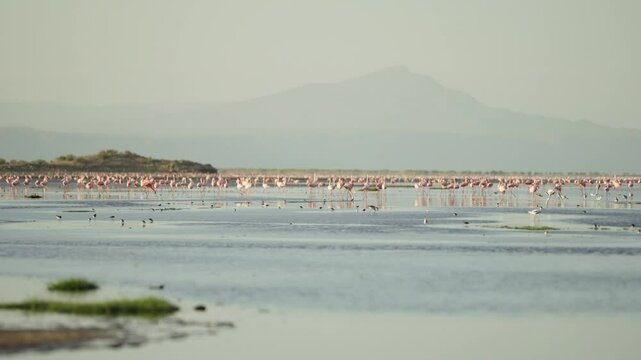 Pink Lesser Flamingos in alkaline soda water Natron Lake in Tanzania Africa. Aves and birds flying and enjoying sunny day outdoors in safari national park. Breeding grounds and habitat in famous lake