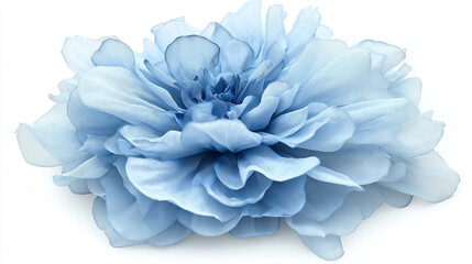Light blue flower on a white background