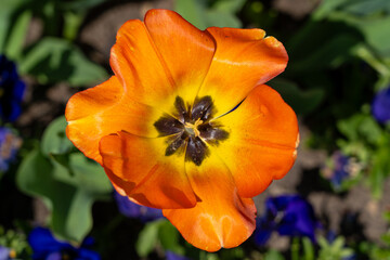 orange and yellow flower