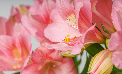 pink alstroemeria flower, Lily of the Incas, in vase on isolated white background