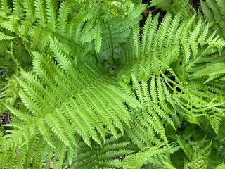 fern leaf background