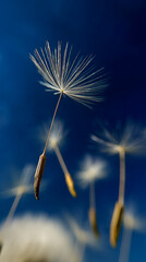 Obraz premium Dandelion seed head against a deep blue sky, showcasing delicate white filaments and brown stem, representing lightness, freedom, and the ephemeral nature of life