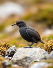 Fototapeta premium White-throated Pipit Bird on Rock in Mountain Habitat
