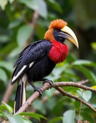 Fototapeta premium Rufous-headed Hornbill A Vibrant Jewel of the Rainforest
