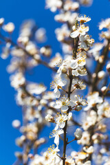Fruit tree. Close-up of tiny flowers. Blurred background. Sunny April day.