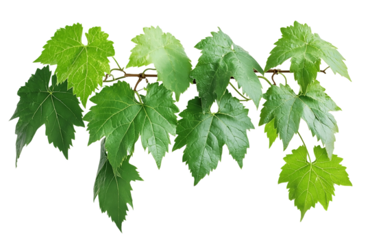 Large green leaves of grapevine climbing.