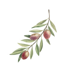 Olive branch with fruits and green leaves. Hand drawn botanical watercolor illustration. Isolated on a white background. For greeting cards, wallpaper, print, fabric, food oil production.