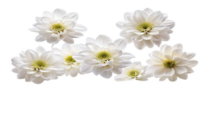 Fototapeta premium white chrysanthemum flowers